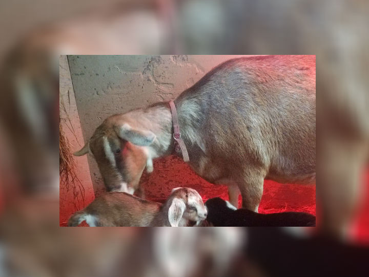 Police Investigating Death of Goat at Smiling Hill Farm