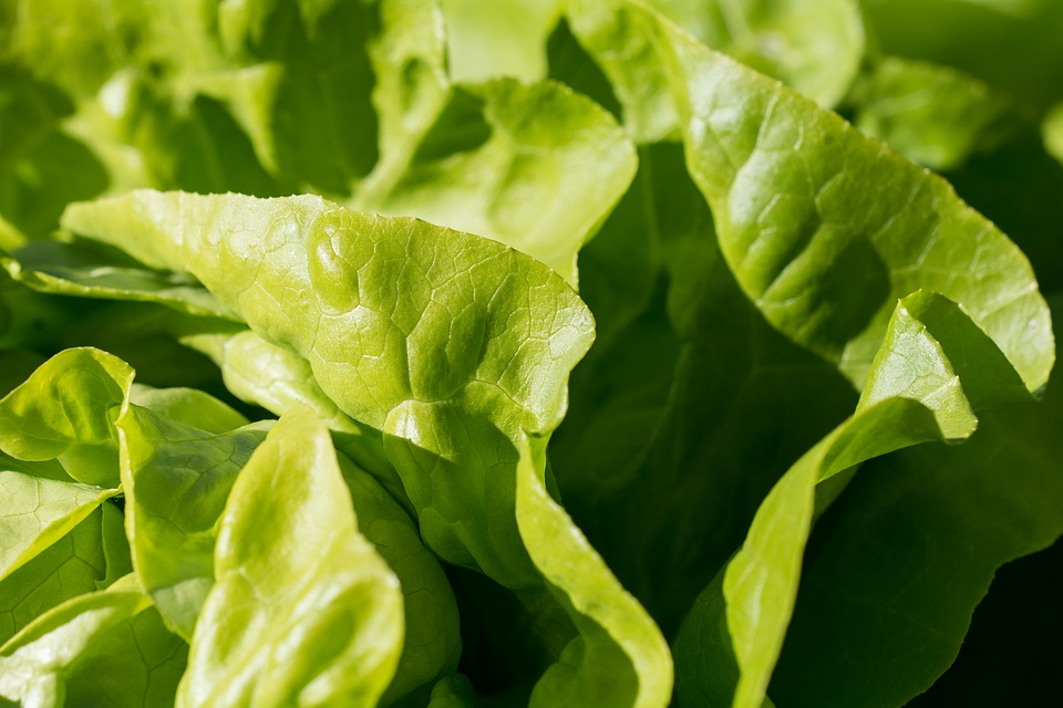 Woman Prepares Salad, Sticks Fork Into 3-inch Lizard