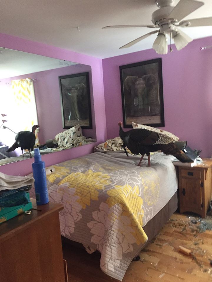 Police: Be on the Lookout for Home-Invading Wild Turkey