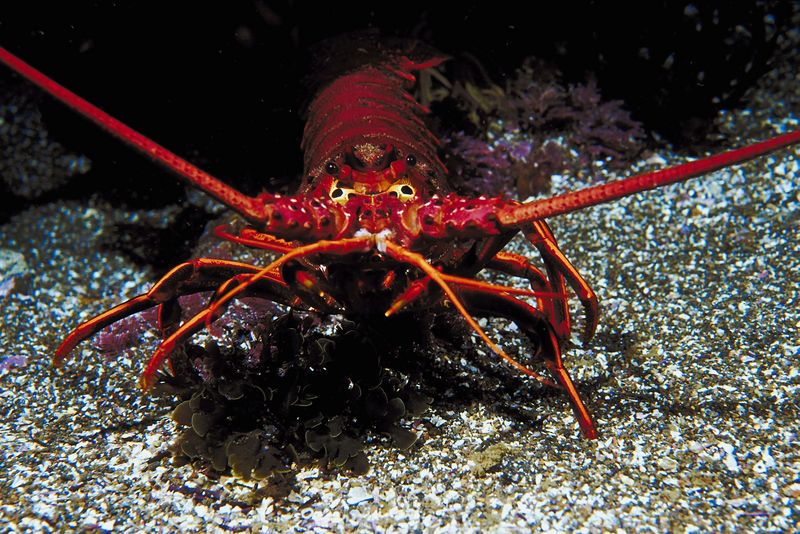 China’s Lobster Imports Keep US Price High, But no Tariffs