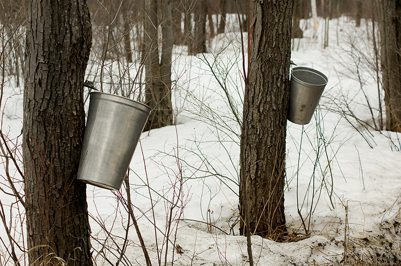 Maple Syrup Season is Here in Maine as LePage Taps Tree