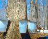 Photo of tree tapping