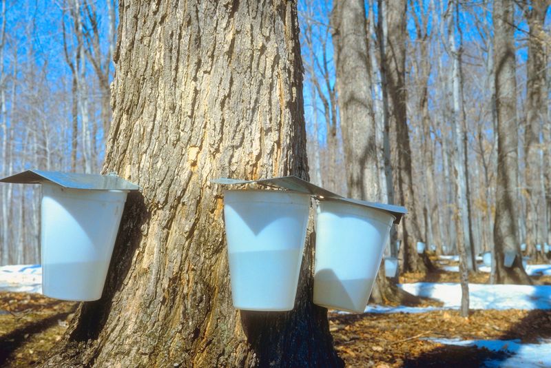 Mainers to Celebrate Maple Syrup on First Sunday of Spring