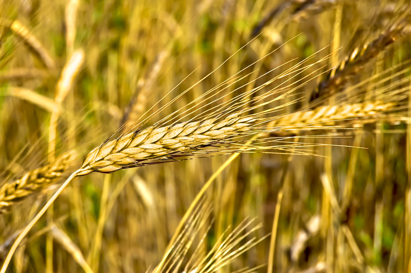Maine Will Include Ag Businesses in Gas Conservation Fund