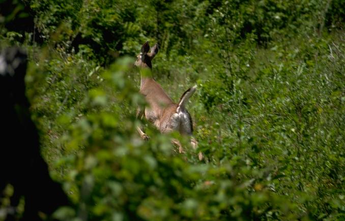 Maine Lawmakers Uphold Reduced Penalty for Deer Baiting