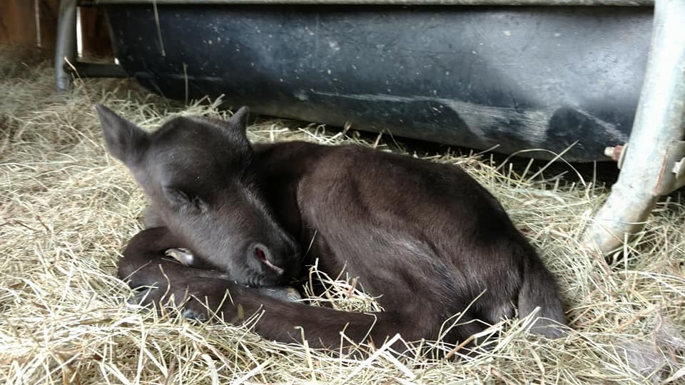Petting Zoo is Site of First Reindeer Born in Maine in Years