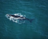 A photo of a right whale