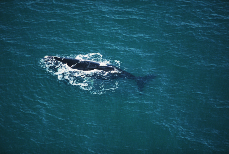 Maine to Use NOAA Grant to Boost Right Whale Protections