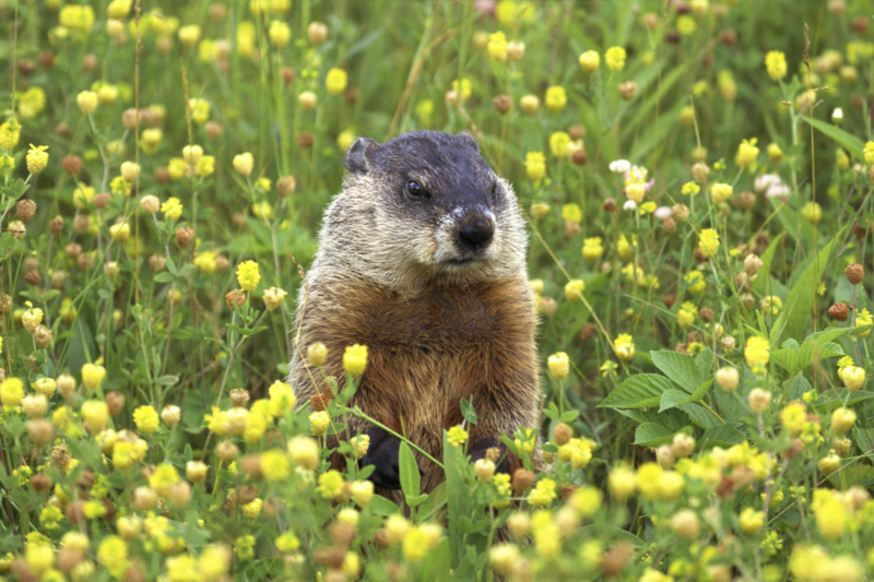 Man Tries to Smoke Out Orchard Woodchuck, Burns Down 2 Acres