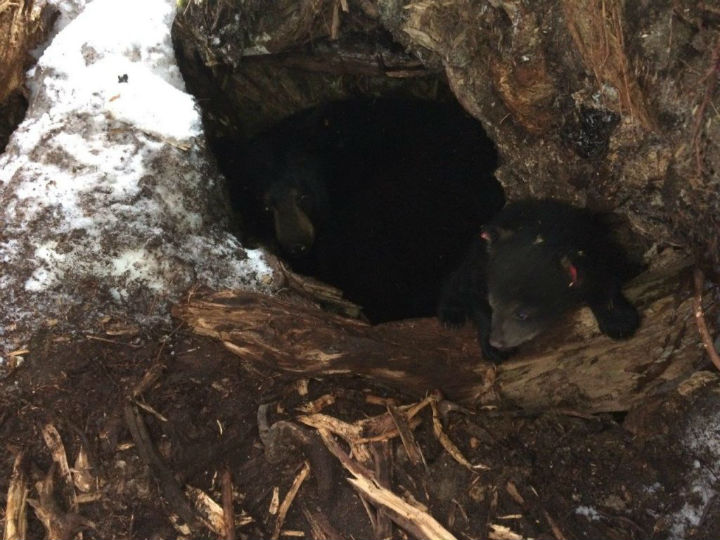 Maine Game Wardens Find Home for Orphaned Bear Cub