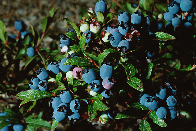 UMaine’s Top Blueberry Scientist to Retire in Early 2019