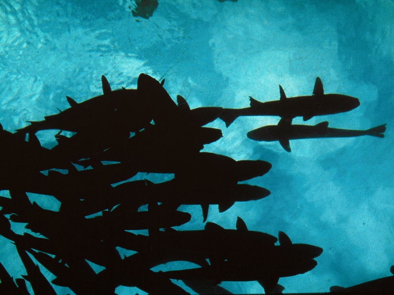 Status of Sharks Up For Review by Interstate Managers