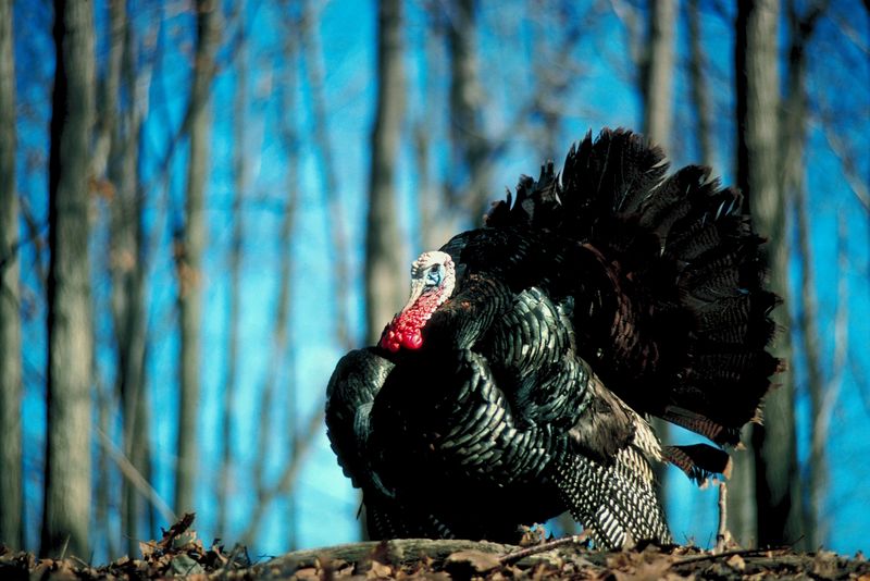 Time to Bag a Bearded Bird in Maine as Spring Hunt Nears