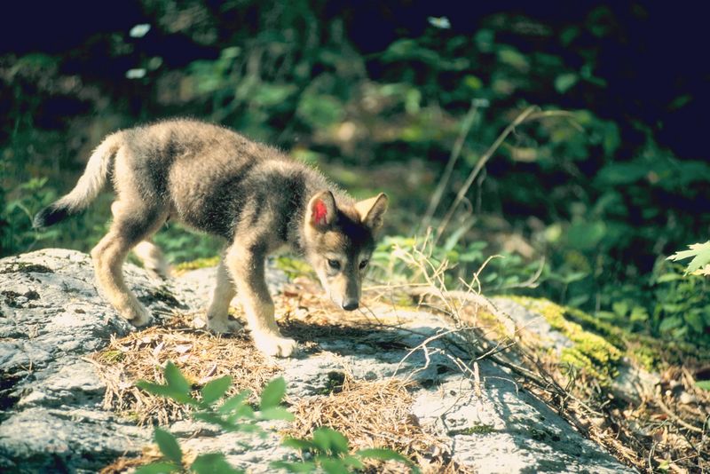 Backers of “Eastern Wildway” Plan to Present Idea in Maine