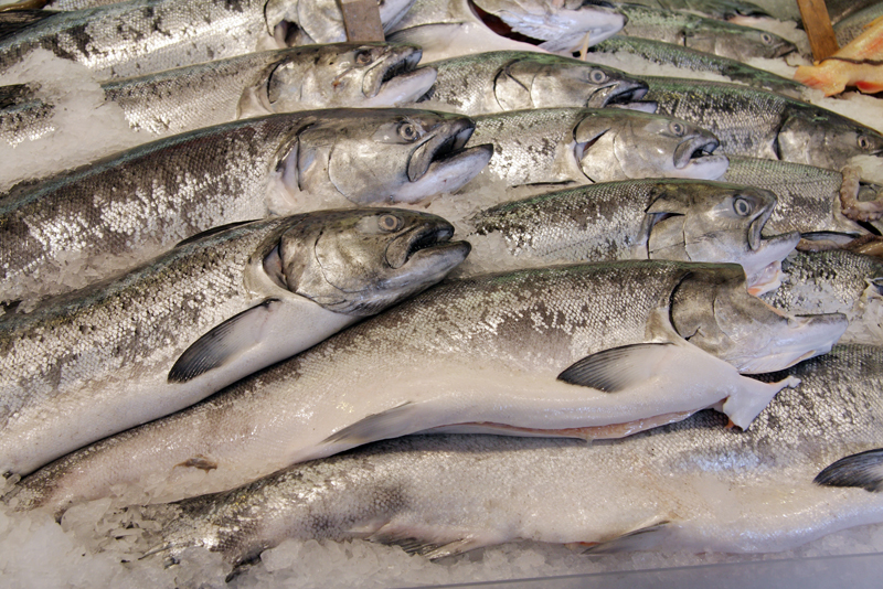 Huge Maine Salmon Farm Entering Permitting, Hiring Phase | WPOR.com