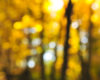 Autumn, Trees