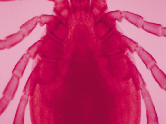 Maine tick borne disease rates in 2025 surpass previous records in 2024, 2023