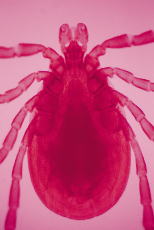 Maine recorded record number of Lyme cases in 2019