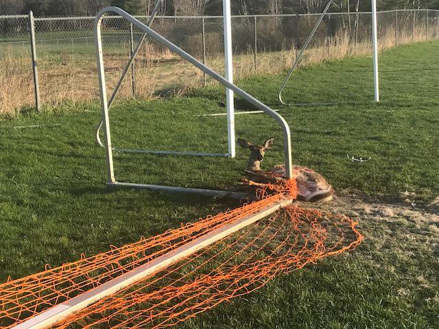 Augusta Officers Help Deer Stuck in Soccer Net