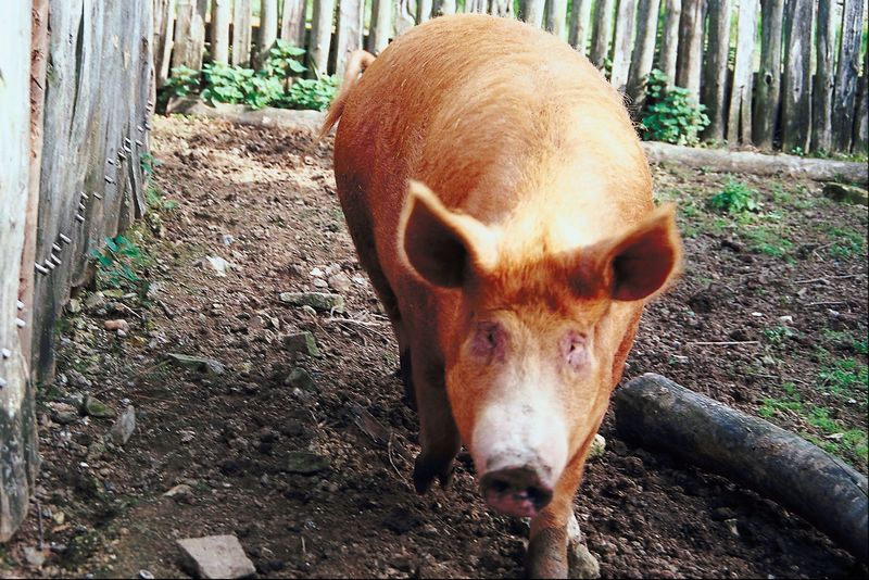Farmer Pleads Not Guilty to Animal Cruelty in Pig Deaths