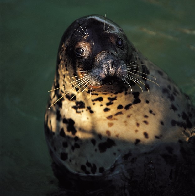 High number of seal deaths linked to bird flu, feds say