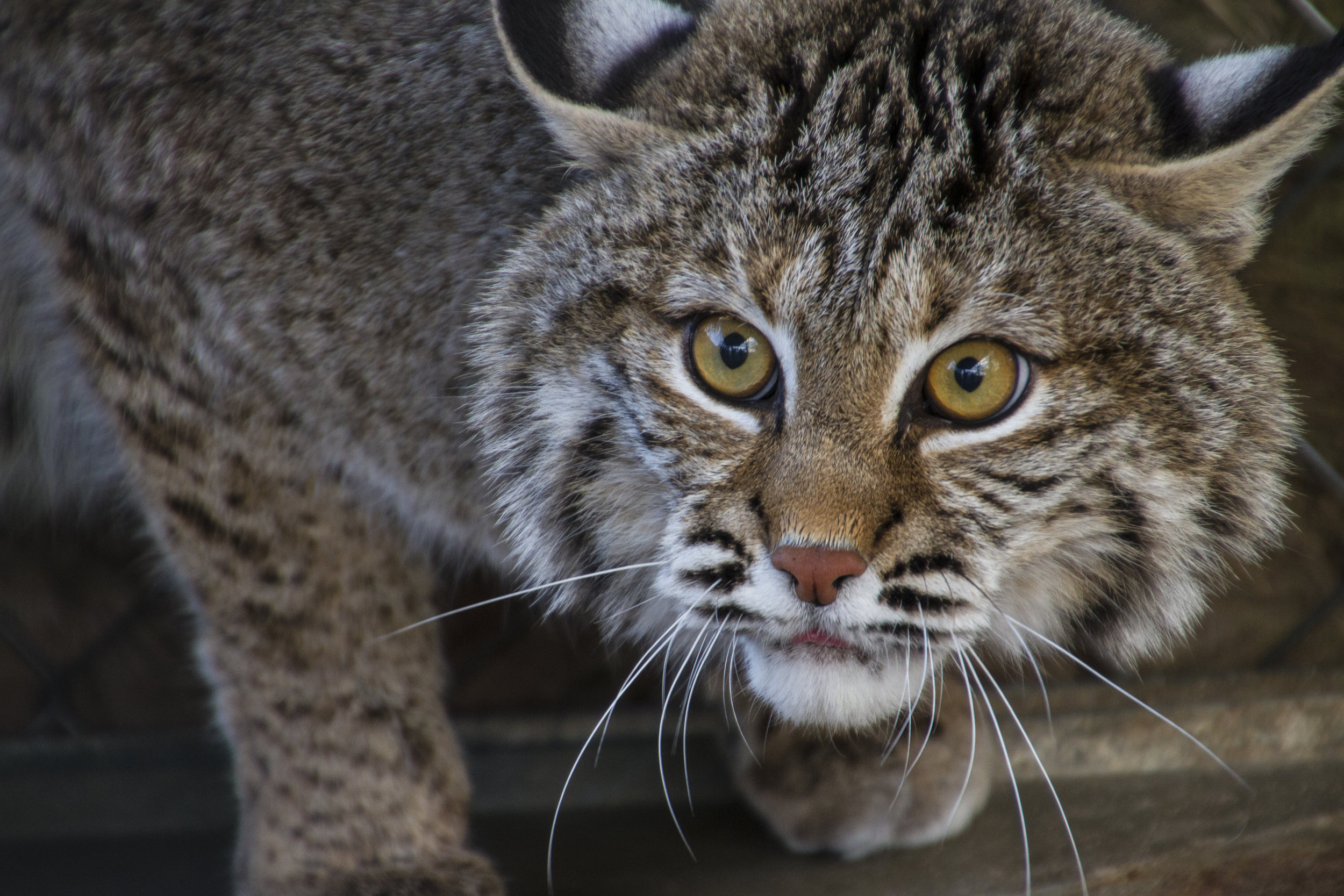 Boy, Father Attacked By Bobcat