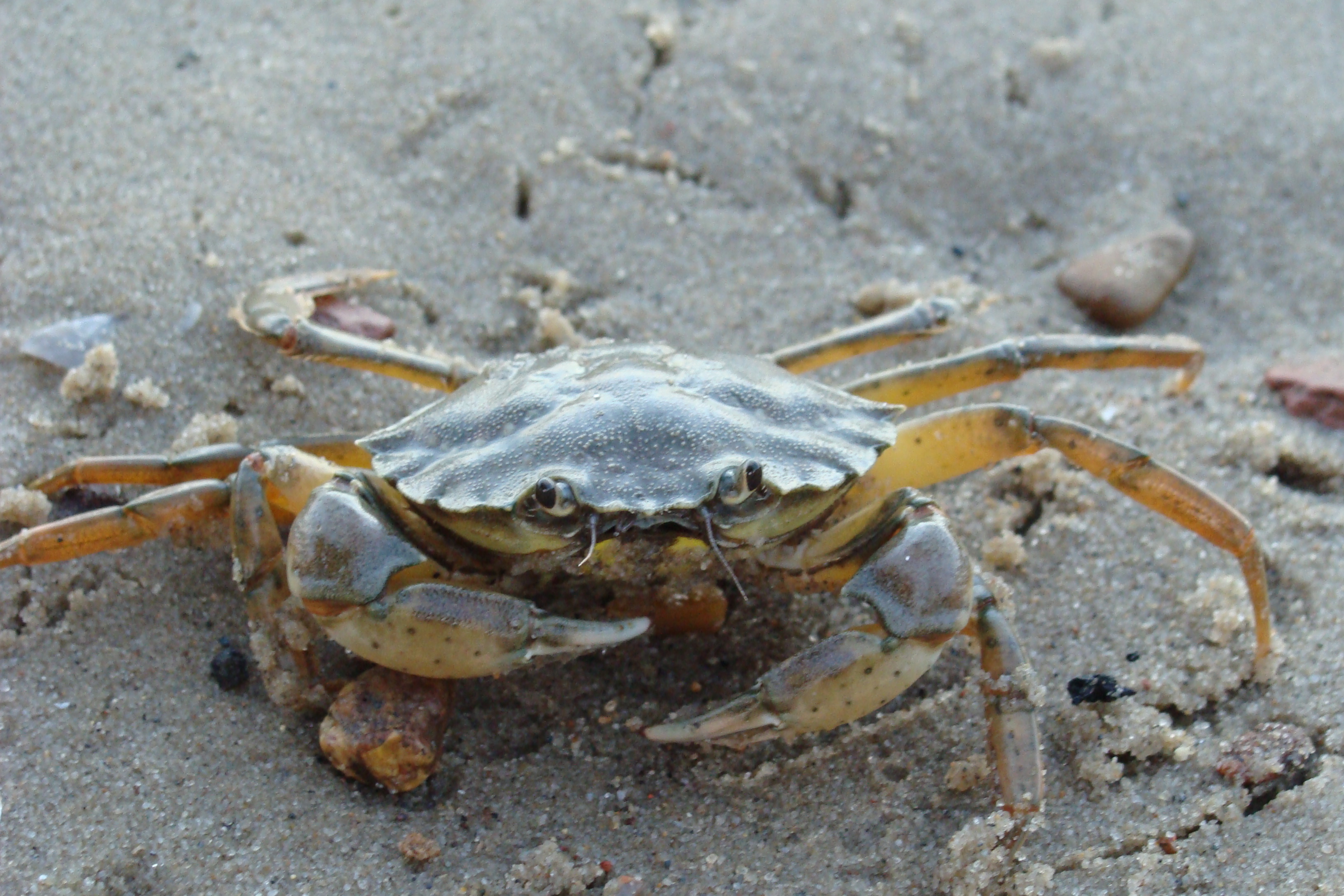 Crabby Conclave Will Seek Solution to Pesky Crustacean