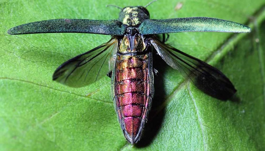Emerald ash borer emergency declared in new area in Maine