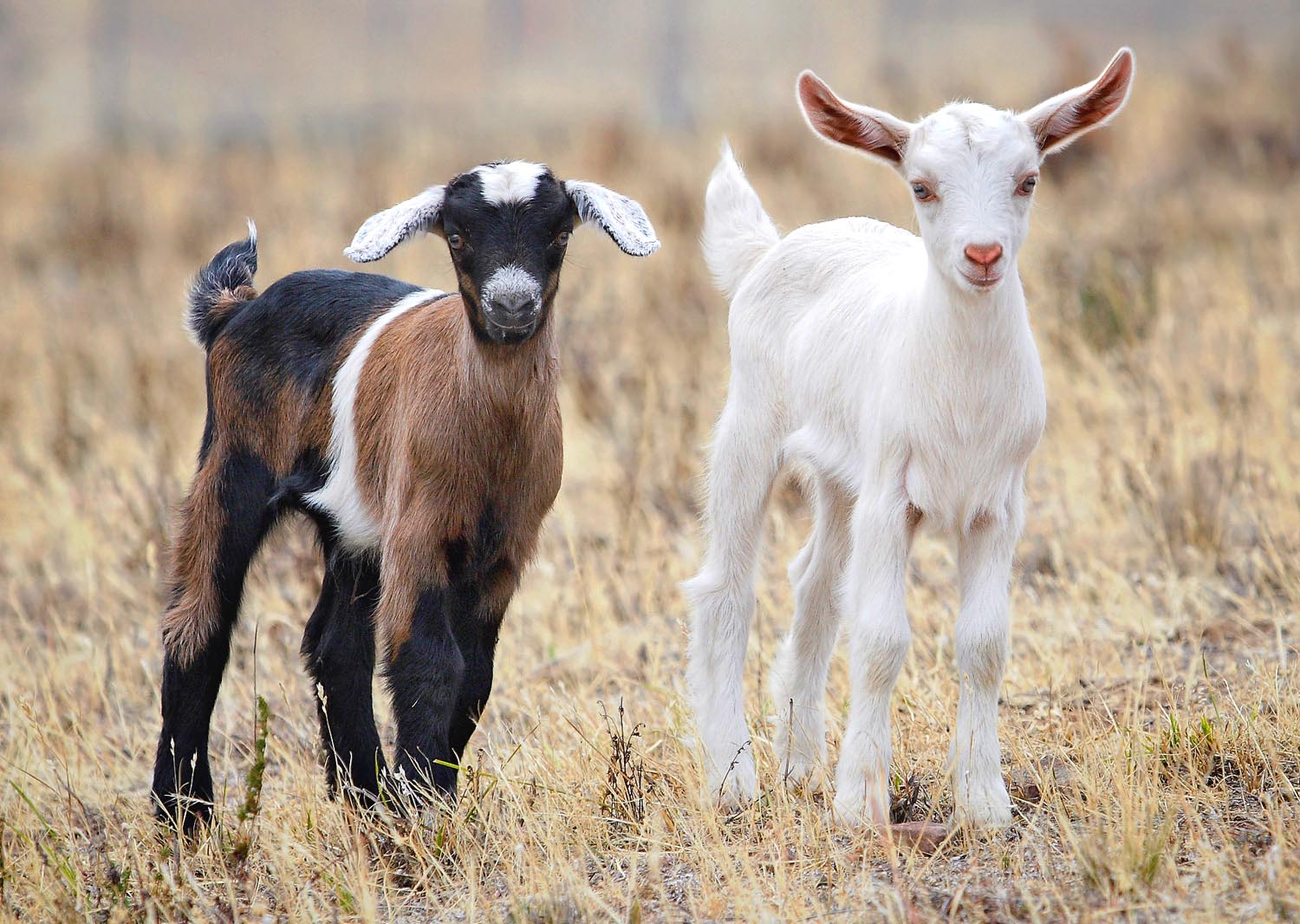 UMaine Brings Goats To Campus To Help Stressed Students