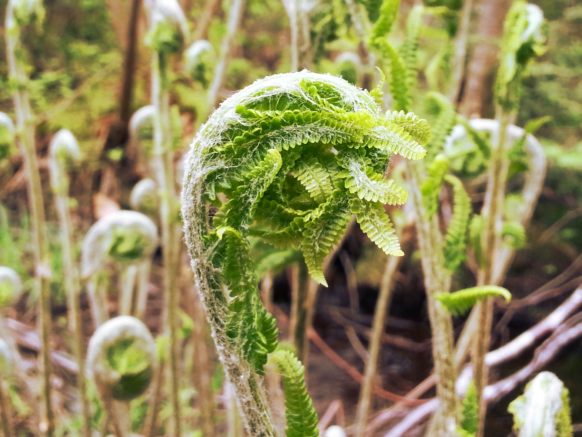 Maine Fiddleheads Safe to Eat Despite Warnings in Canada
