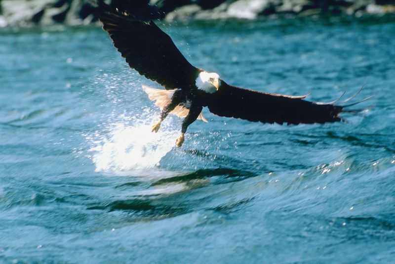 Maine Counting Eagles, Which Recovered From Brink in State