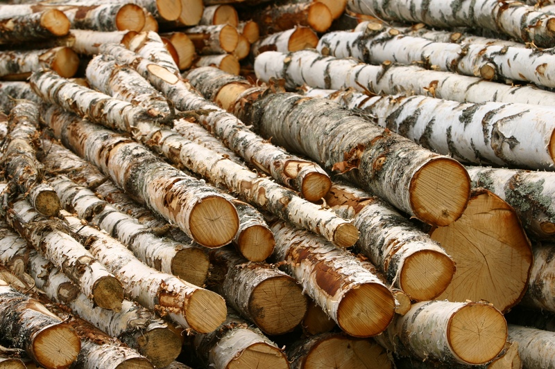 Study: Abiding Rules Preserves Water During Timber Harvest