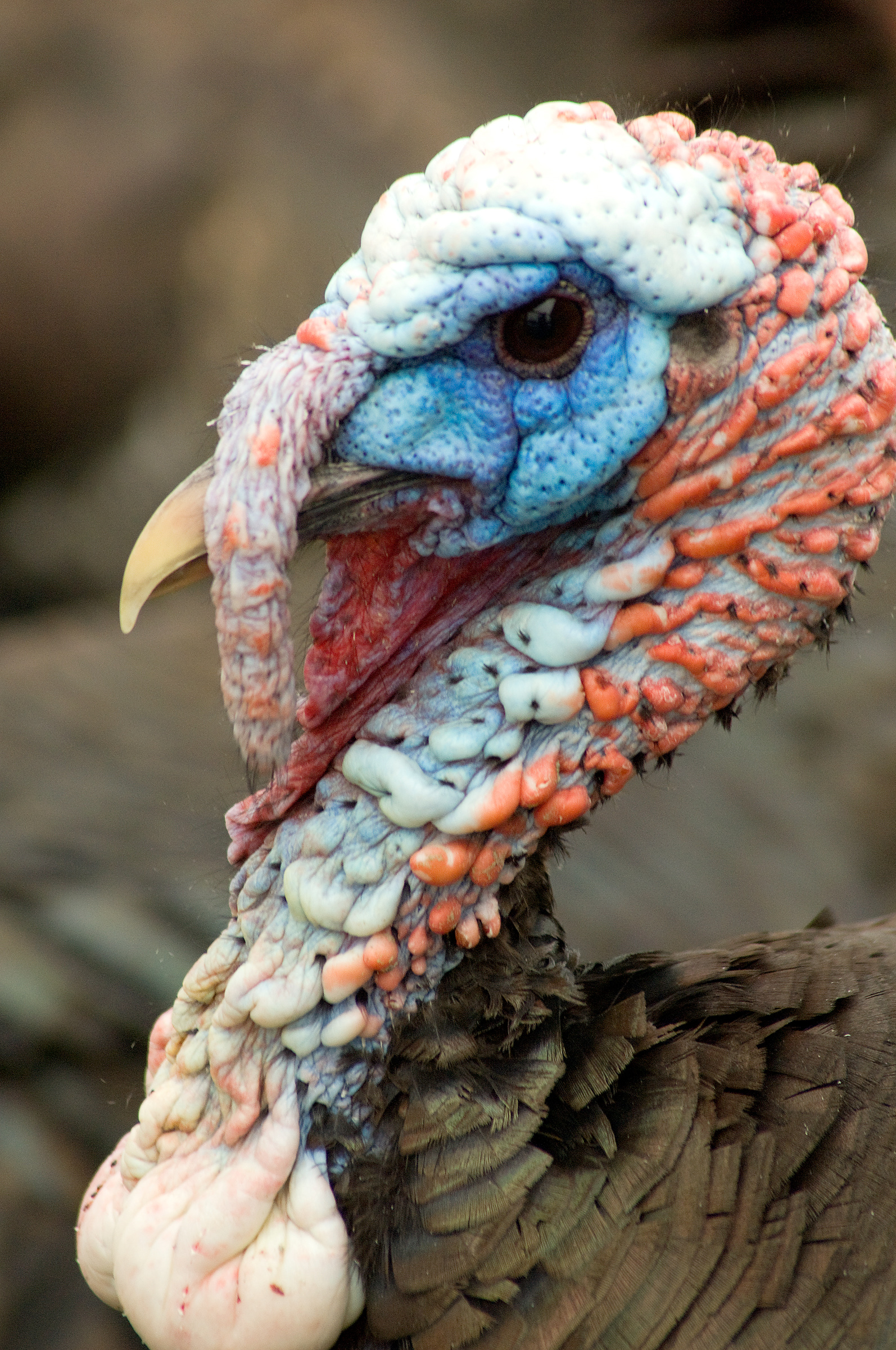Maine turkey hunt enters final 2 weeks of spring