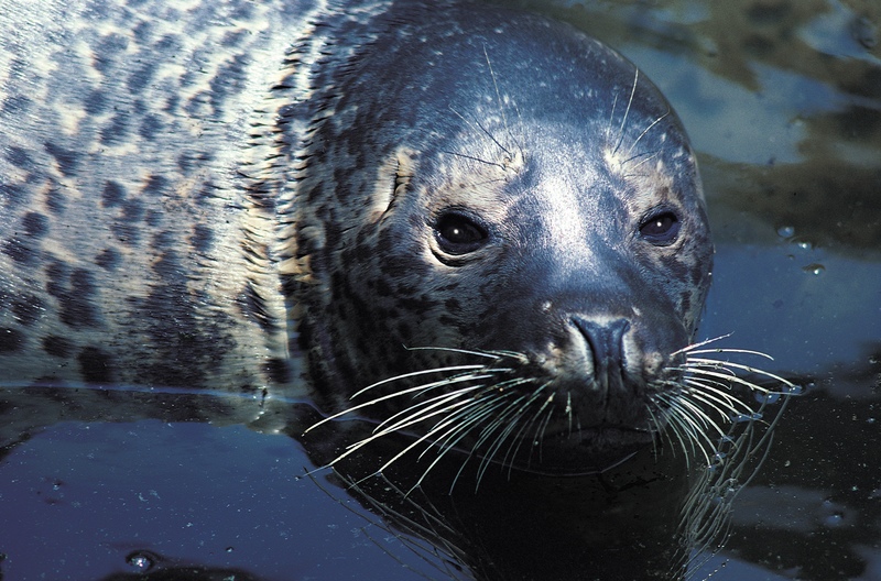 Maine Town Works to Save Statue of Famous Harbor Seal