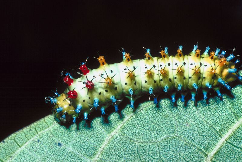 Wandering Caterpillars Make for Slippery Road in Maine