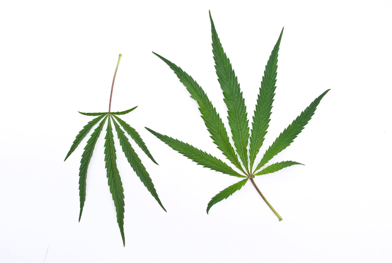 Lawmakers Override Governor’s Medical Marijuana Veto