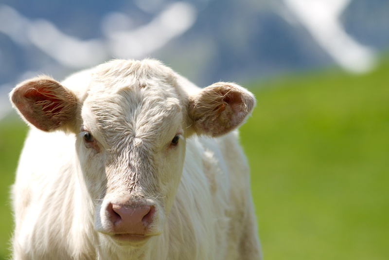 Maine Dairy Farm Could Dump Thousands of Gallons of Milk