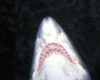 shark