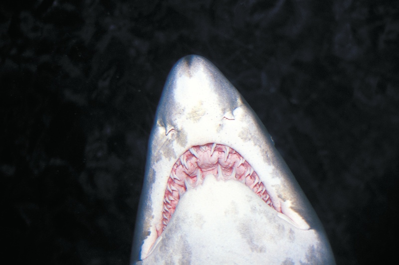 Giant Shark Seen off the Maine Coast
