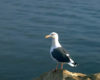 Seagull