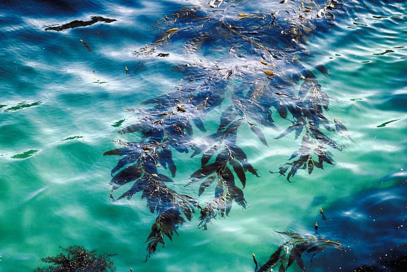College, Farmers to Launch ‘Seaweed Lab’ in Maine