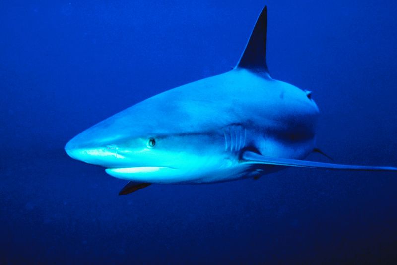 A Try for First Recording of White Sharks Off Southern Maine