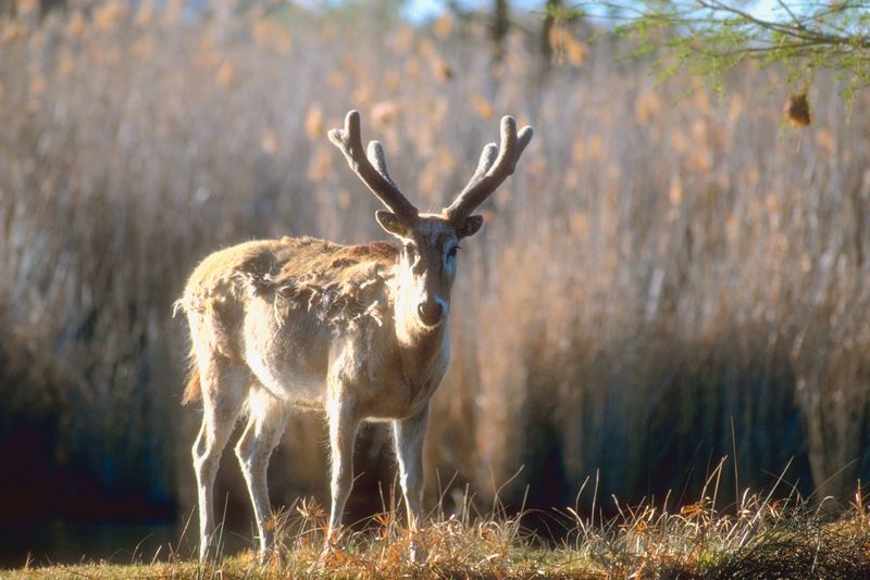 Maine to Distribute Thousands More Deer Permits This Season