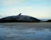 dead whale