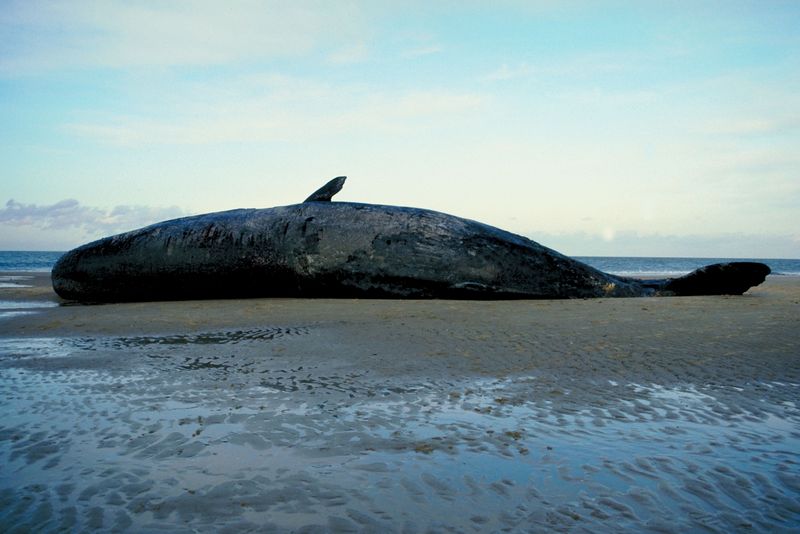 Whale Washes Ashore on Old Orchard Beach
