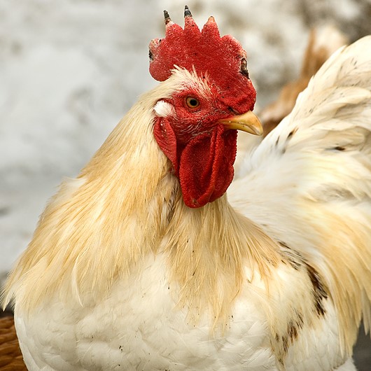 Maine health officials increase risk status for avian flu spread