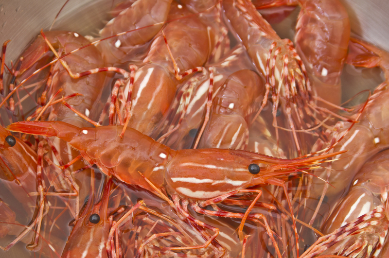 New England shrimp fishery to stay shuttered as waters warm