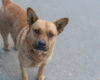 Dog, Animal Cruelty, Abuse