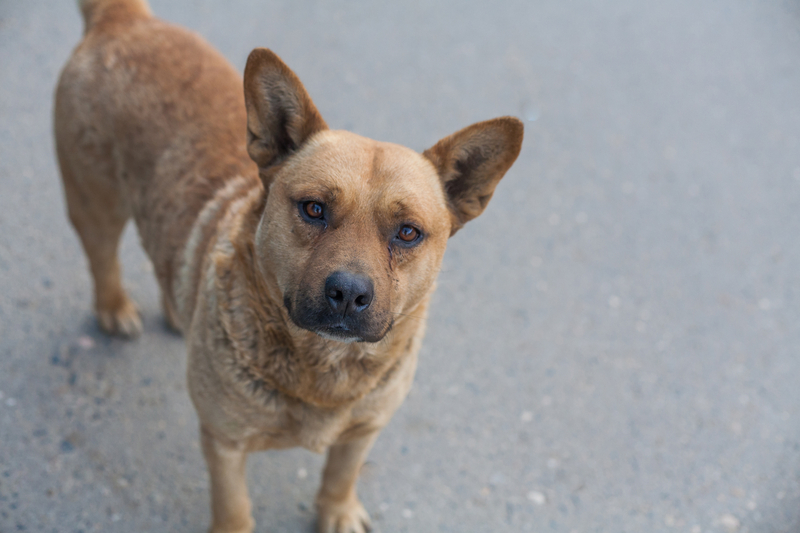 Dozens of Dogs and Bird Removed from Brunswick Home