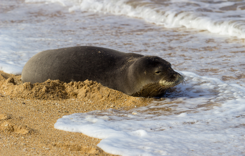 Stranded Seal Spotted at Long Sands Beach